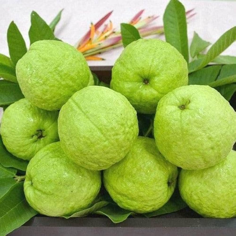 Guava (Amrud)